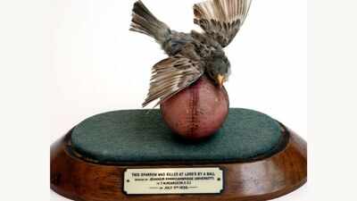 In 1936, an Indian fast bowler's delivery killed a bird at Lord's. The bird was stuffed and mounted on the same ball and now sits in the MCC Museum | Cricket News
