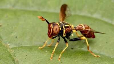 Meet Franklin Howley-Dumit Serulle, the amateur naturalist whose online insect photo helped reveal a new hoverfly species |