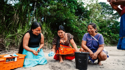 Meet the 'Turtle Women' of Amazon: 7 Indigenous women are bringing vulnerable river turtles back from the brink after releasing 208 baby turtles into the wild |