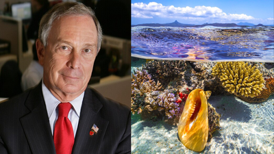 Michael Bloomberg committed $260 million to protect the world's oceans; his initiative has already strengthened protections across 11 million sq miles﻿ |