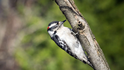 Why don't birds fall out of trees while sleeping? The unusual science behind the phenomenon