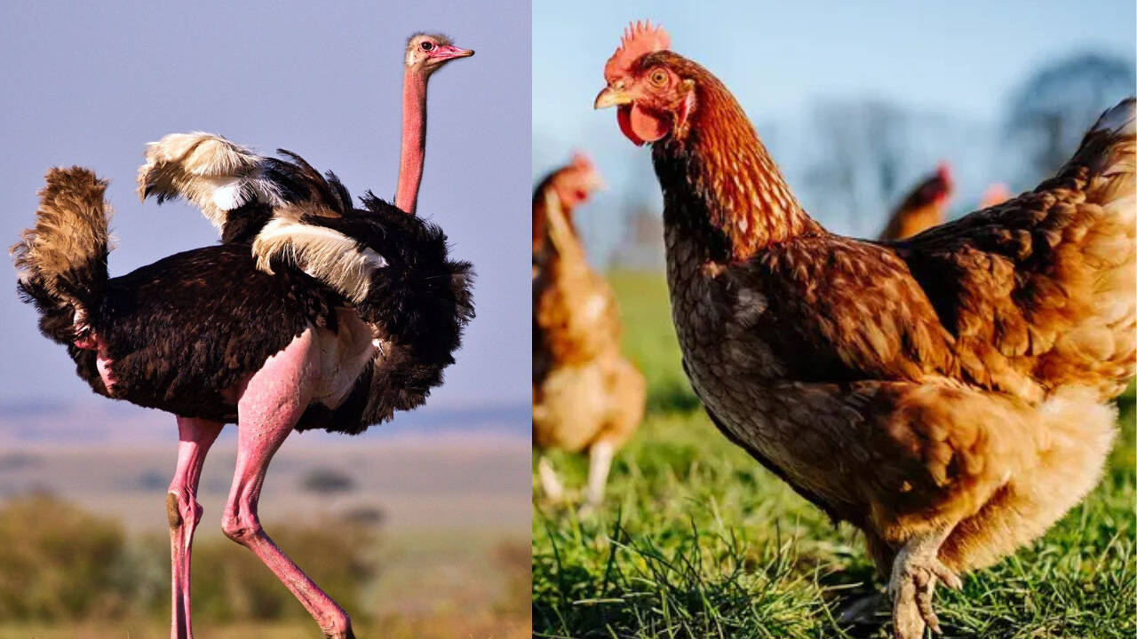 5 fascinating living descendants of the prehistoric creatures that survived millions of years of evolution and are still alive today