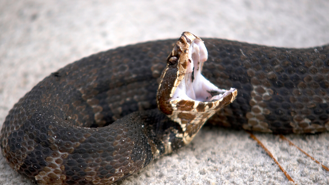 5 snakes that bite without leaving a trace