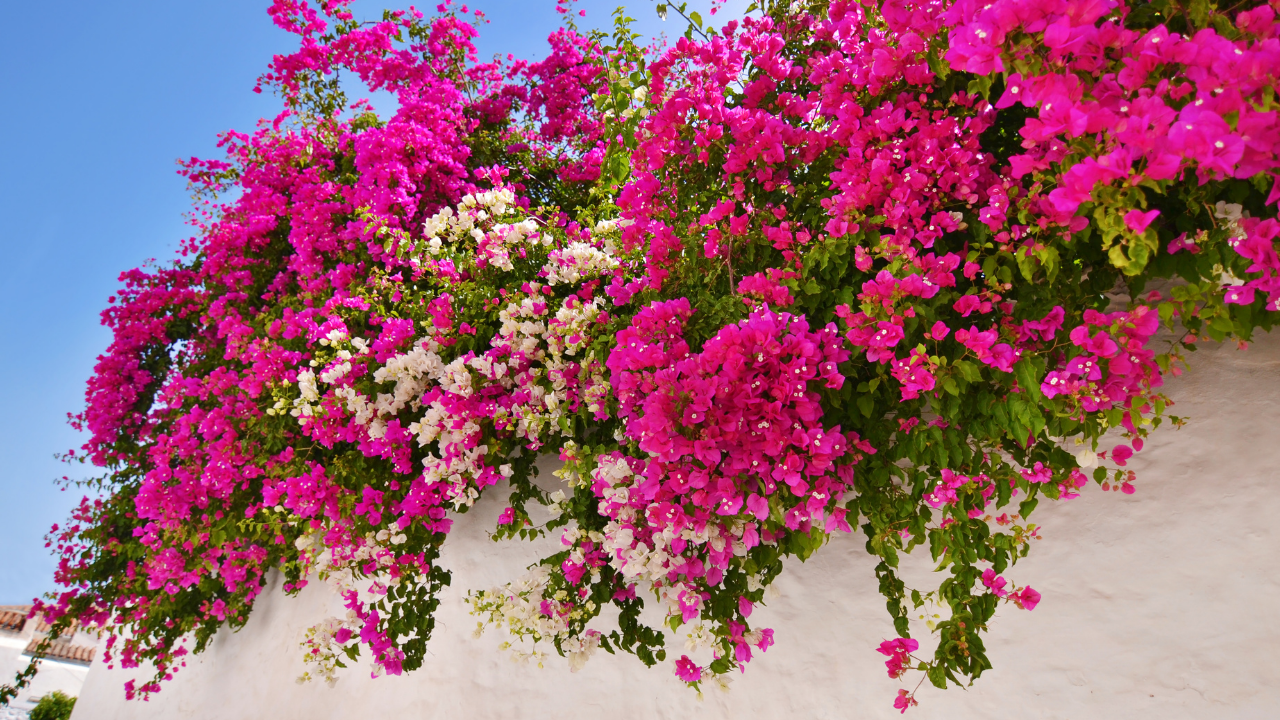 7 easy-to-maintain climbing plants to add to your balcony garden