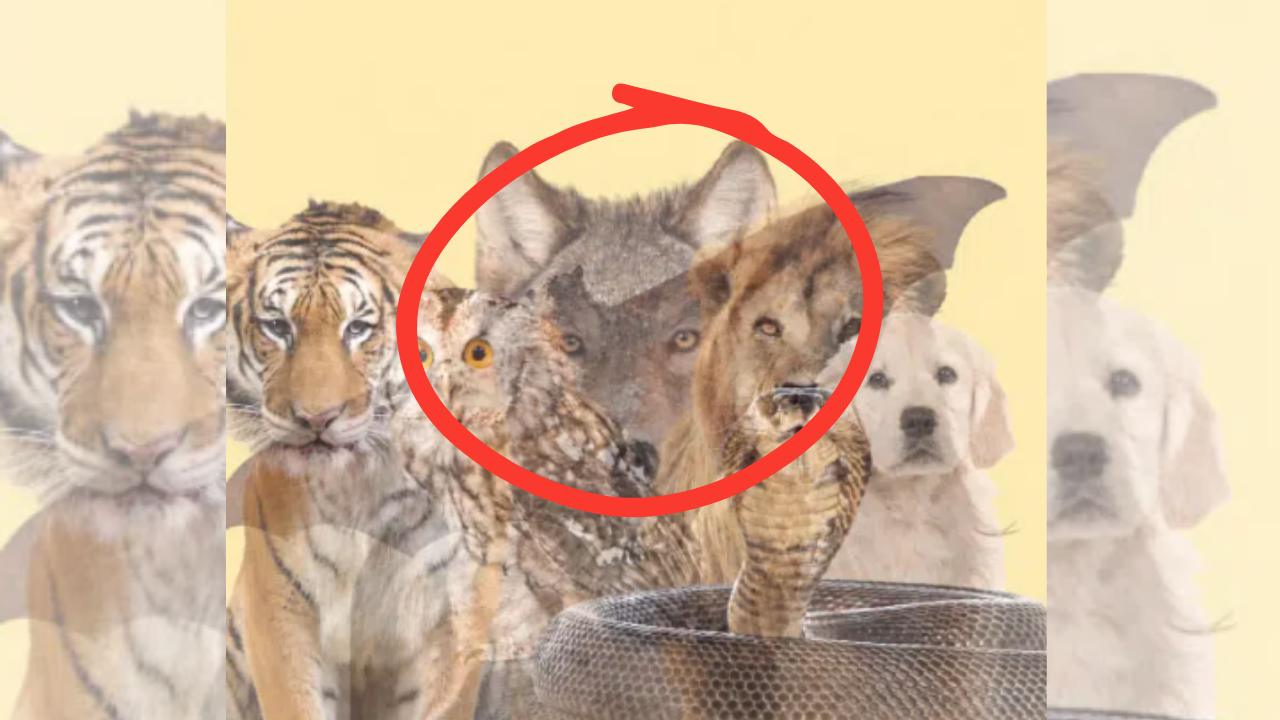 What you see first reveals your hidden personality trait you refuse to reveal to others