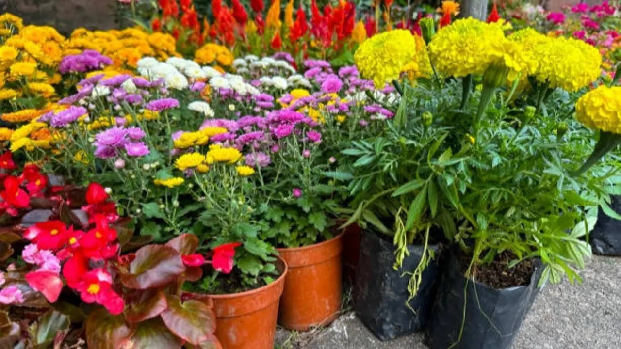 Balcony gets only morning sunlight? These 5 exotic plants can still turn it into a lush green haven