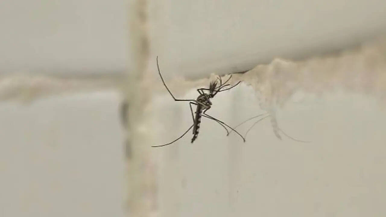 5 simple tips to keep mosquitoes away from bathroom
