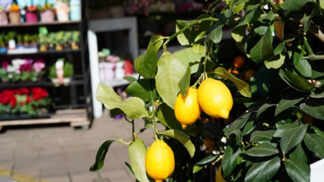 Easy steps to grow a healthy plant and enjoy fresh lemons at home