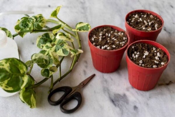 Should you keep it in direct sunlight or shade? Here’s the right spot for healthy growth
