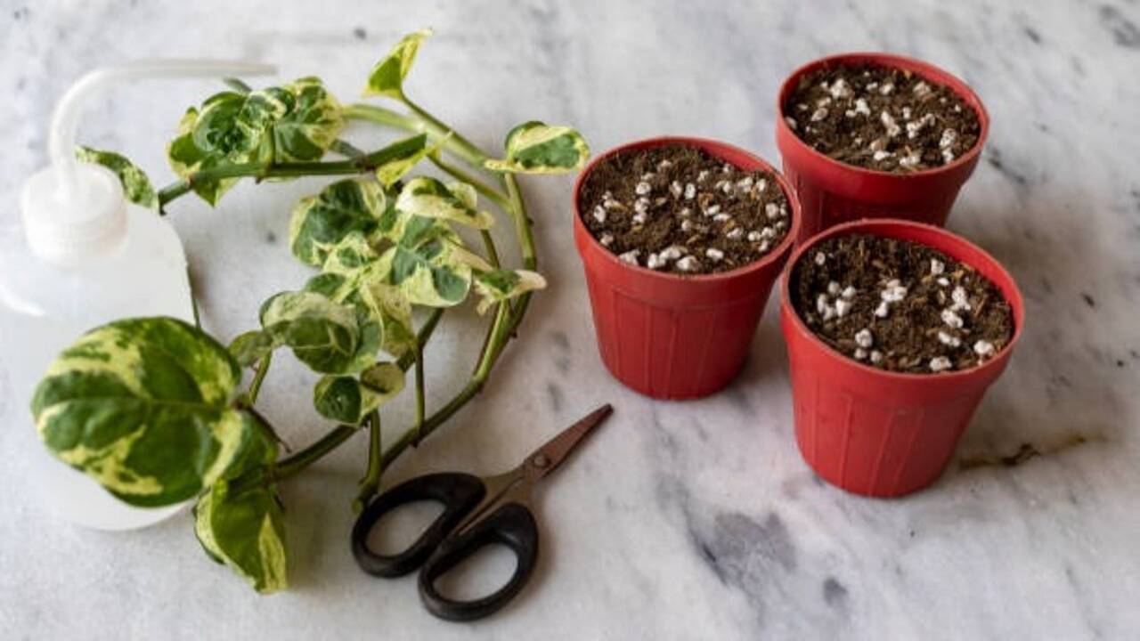 Should you keep it in direct sunlight or shade? Here’s the right spot for healthy growth