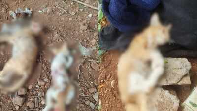 Mumbai cat killings: 20 found dead, mutilated; Rs 50k reward to trace mystery killer(s) | Mumbai News