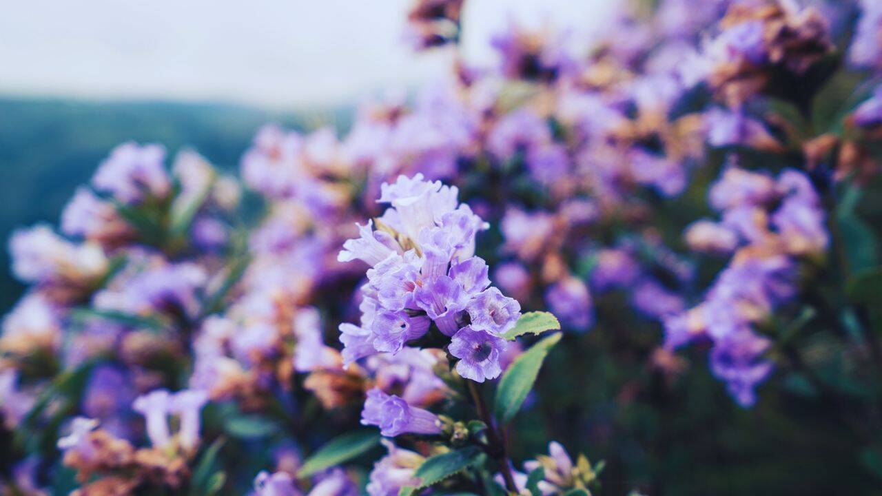 Once in 12 years, Munnar turns blue and purple; the rare Neelakurinji bloom is back in Kerala; here's where you can see it