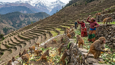 Nepal’s farmers built terraces into steep Himalayan slopes; now growing macaque populations are making it harder to keep their harvests﻿ |