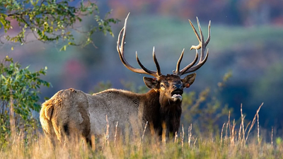West Virginia's restored elk herd is finally roaming farther; here's how a conservation comeback is changing the landscape