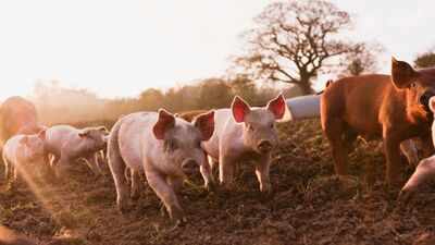 In 1807, pigs were released on New Zealand's Auckland Islands as food for castaways; 192 years later, 17 were rescued before the feral population was eradicated