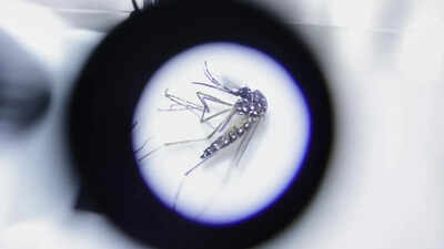 Northeast faces new vector threat as diseases spread to new areas: Health panel | India News