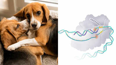Researchers edited 25 beagle embryos to remove a major dog allergen; two pups born in 2024 produced no detectable Can f 1 and did not trigger one allergic founder’s skin-prick test