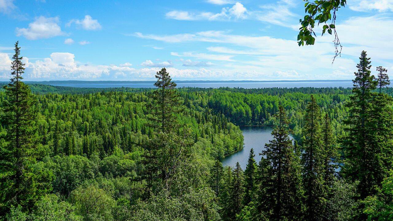 10 countries with the highest forest cover in the world; check India’s rank