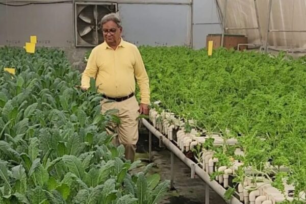 In 2019, this engineer started cultivating saffron, not in Kashmir but inside a room in Noida; he invested ₹6 lakh and now earns an estimated ₹3.5 lakh a month