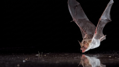 Scientists covered bat drinking pools with clear plastic; 11 bat species tried to drink from the fake water﻿ |
