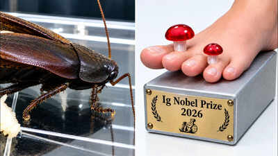 Scientists studied cockroach milk and won an Ig Nobel Prize for it; crystals inside contain a dense store of nutrients﻿ |