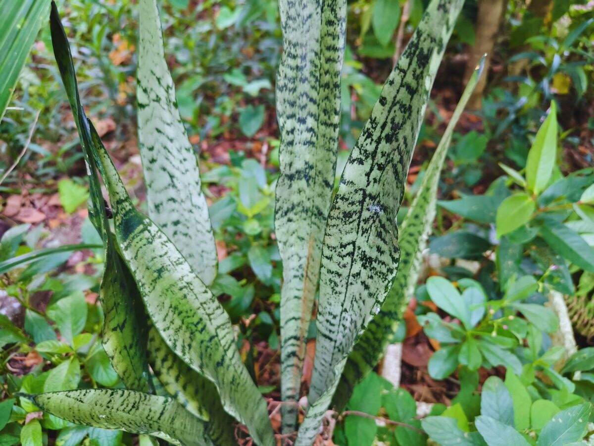 15 houseplants linked to cleaner indoor air: NASA’s 1989 study put these common plants on the map, here’s what each one may help remove from your home