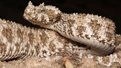 This snake grows a fake spider on its tail to lure birds; scientists scanned the bizarre appendage and found surprisingly normal bones inside