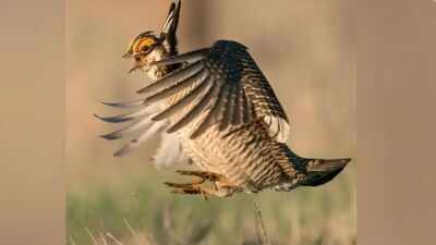 Colorado had more than 80,000 lesser prairie-chickens in 1975 but counted only 89 breeding males in 2024; a land trust has now spent nearly $2 million on a 2,100-acre ranch to help bring them back