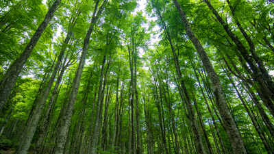 Scientists warmed Minnesota forest trees by 3.4°C for years expecting respiration to surge 23%; the trees adapted and erased nearly 80% of that increase
