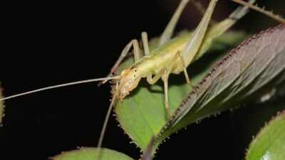 Scientists used fossil wings, lasers and AI to recreate the calls of insects from 165 million years ago; some Jurassic species were already communicating above human hearing