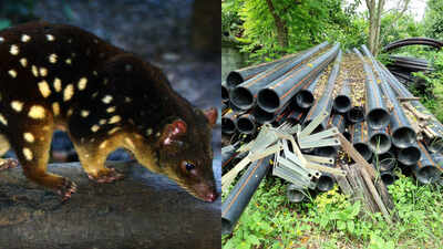 Australian researchers buried discarded plastic pipes inside mine waste-rock piles; cameras showed northern quolls entering and leaving the artificial dens, with conditions similar to natural shelters