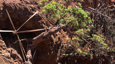 World's last known wild Chilean tree daisy gets a lifeline as conservationists use ropes to support its only survivor and two seedlings arrive at a Scottish garden |